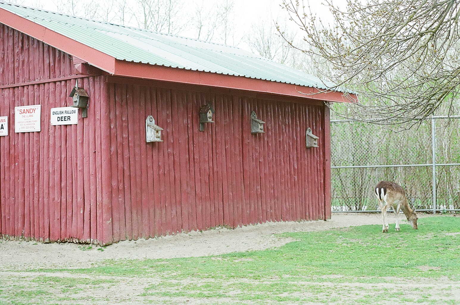 Waterloo Park - Fallow Deer