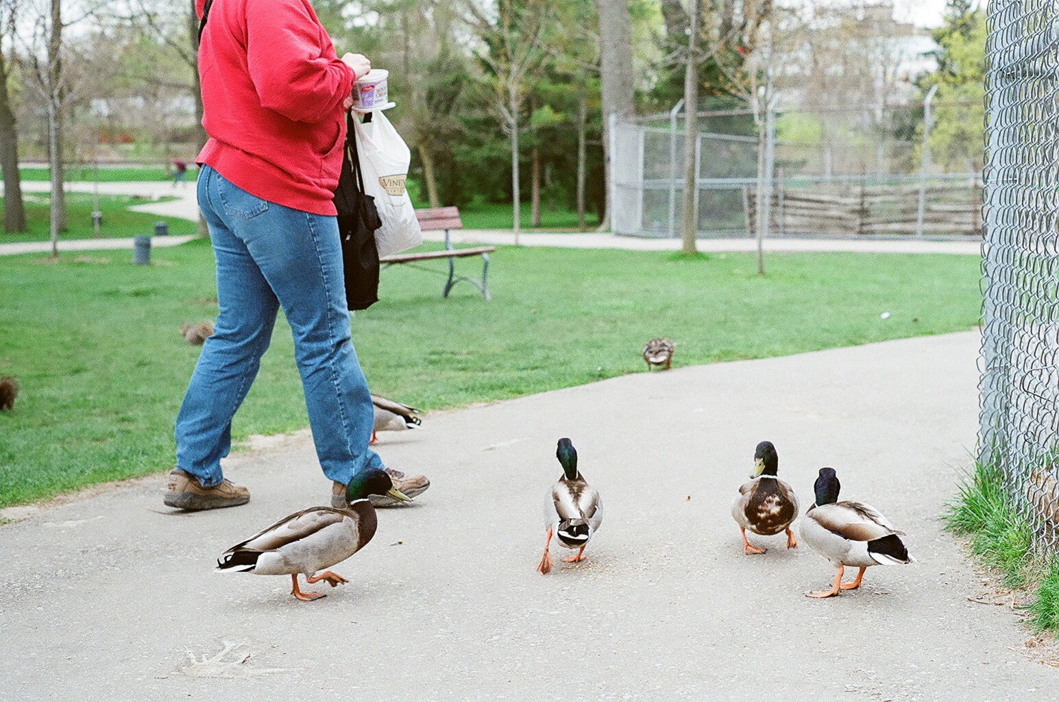 Waterloo Park - feeding time