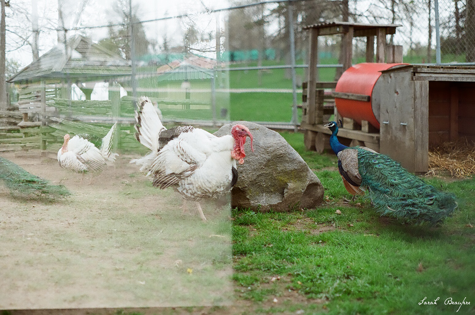 Waterloo Park - Peacocks and turkeys