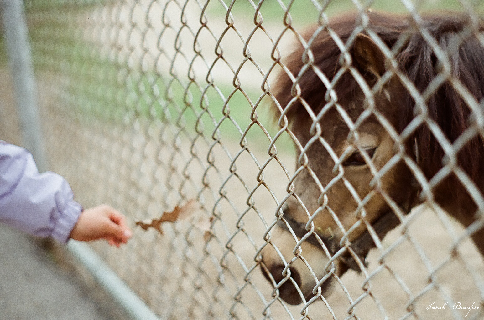 Waterloo Park - pony