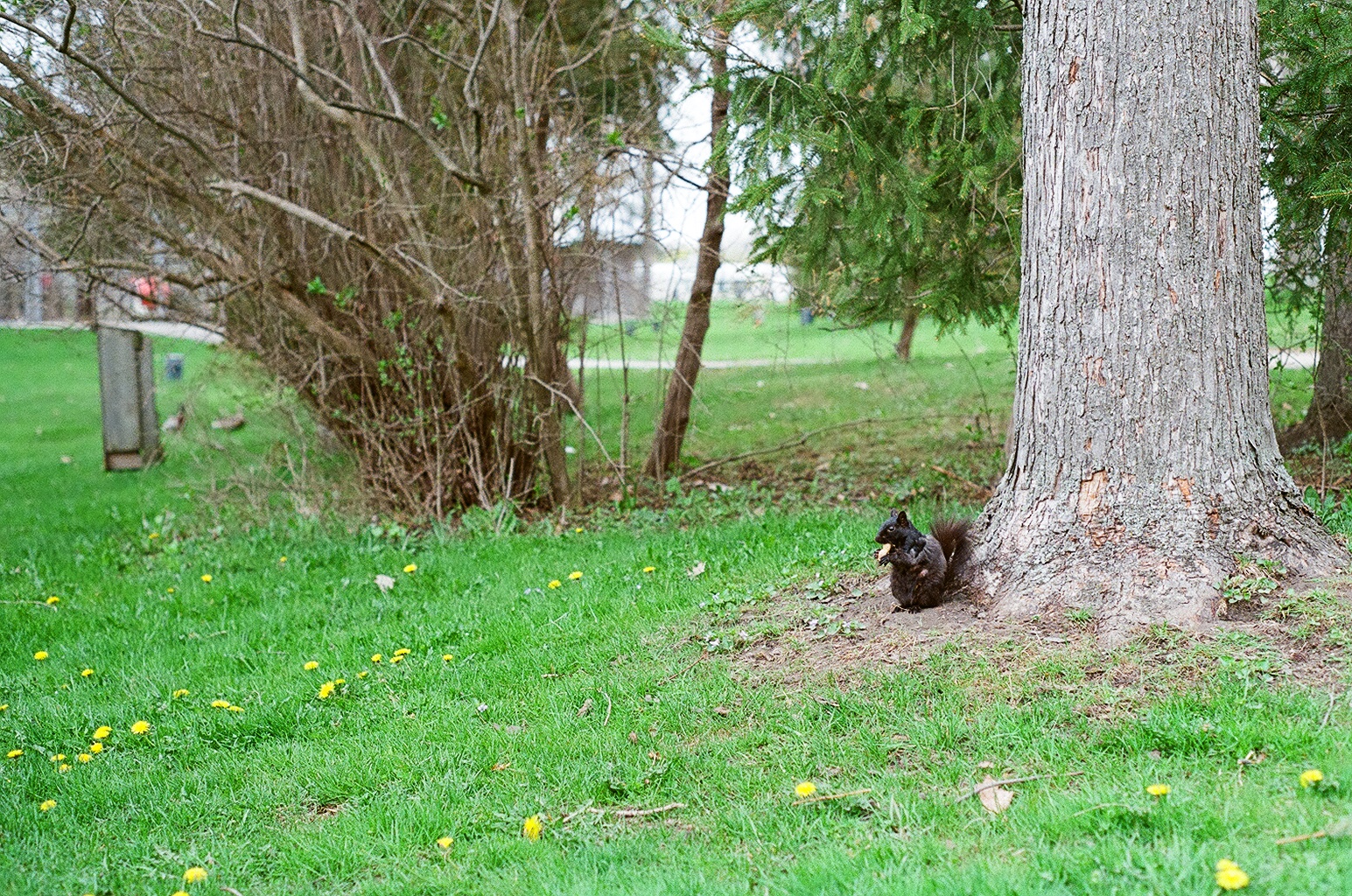 Waterloo Park - wild melanistic Eastern grey squirrel