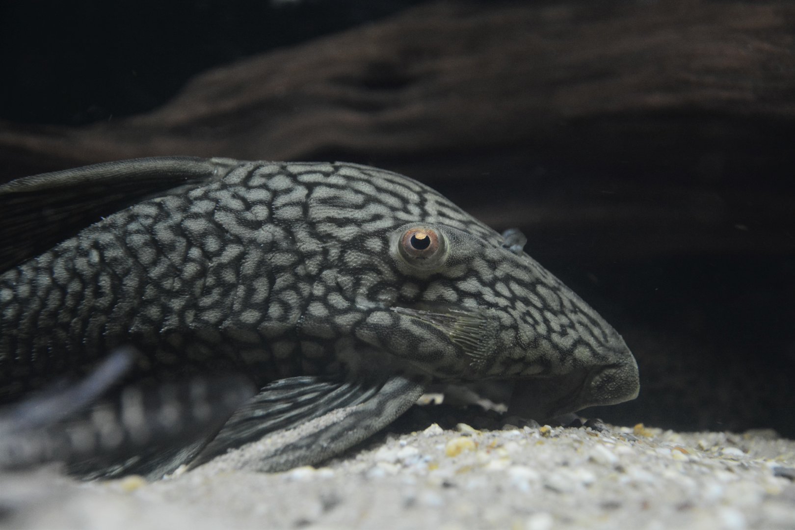 Watermelon pleco (Panaque nigrolineatus laurafabianae)