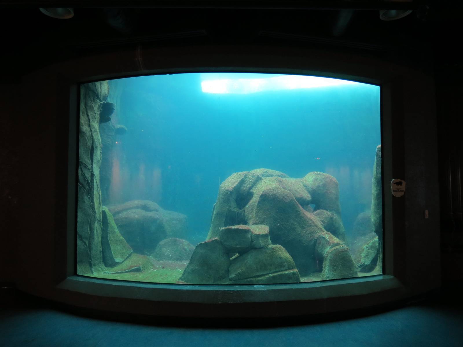 Water's Edge - First Sea Otter Exhibit Underwater Viewing Area