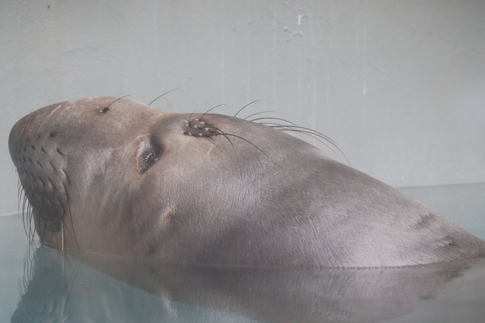 Water's Edge - Northern Elephant Seal - Coolio