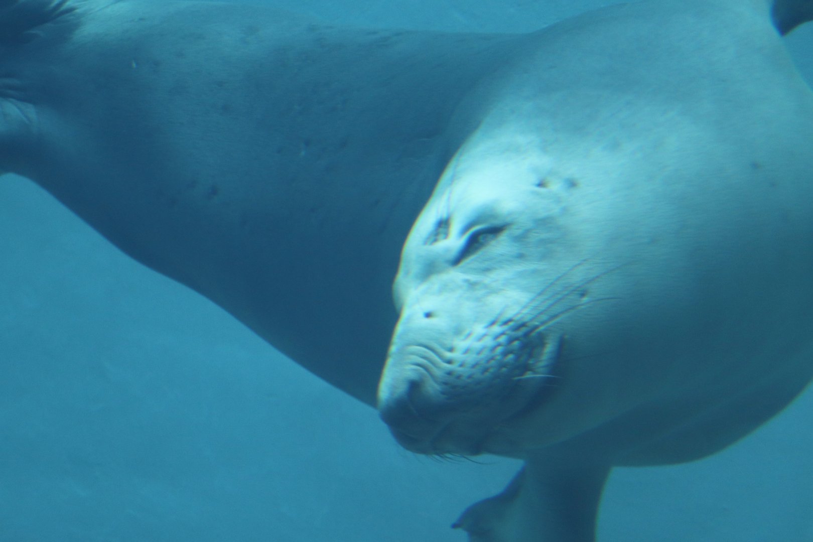 Water's Edge - Northern Elephant Seal - Coolio