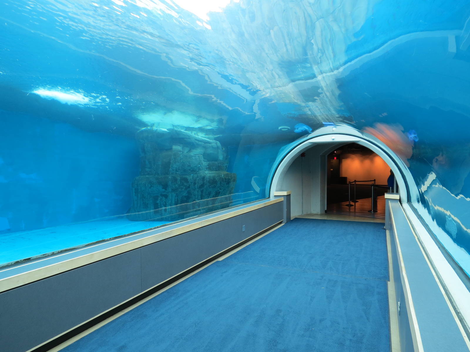 Water's Edge - Polar Bear Exhibit Underwater Tunnel