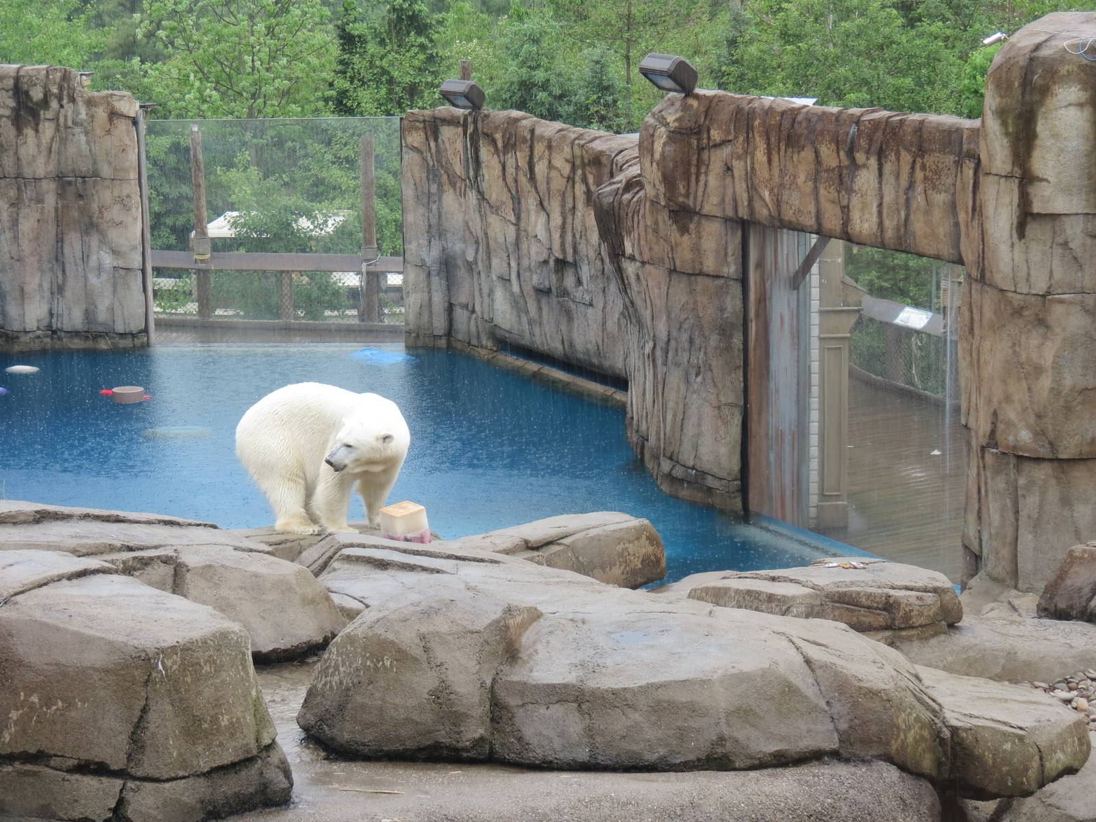 Water's Edge - Polar Bear Exhibit