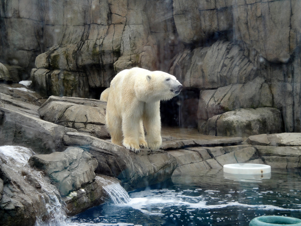 Water's Edge - Polar Bear