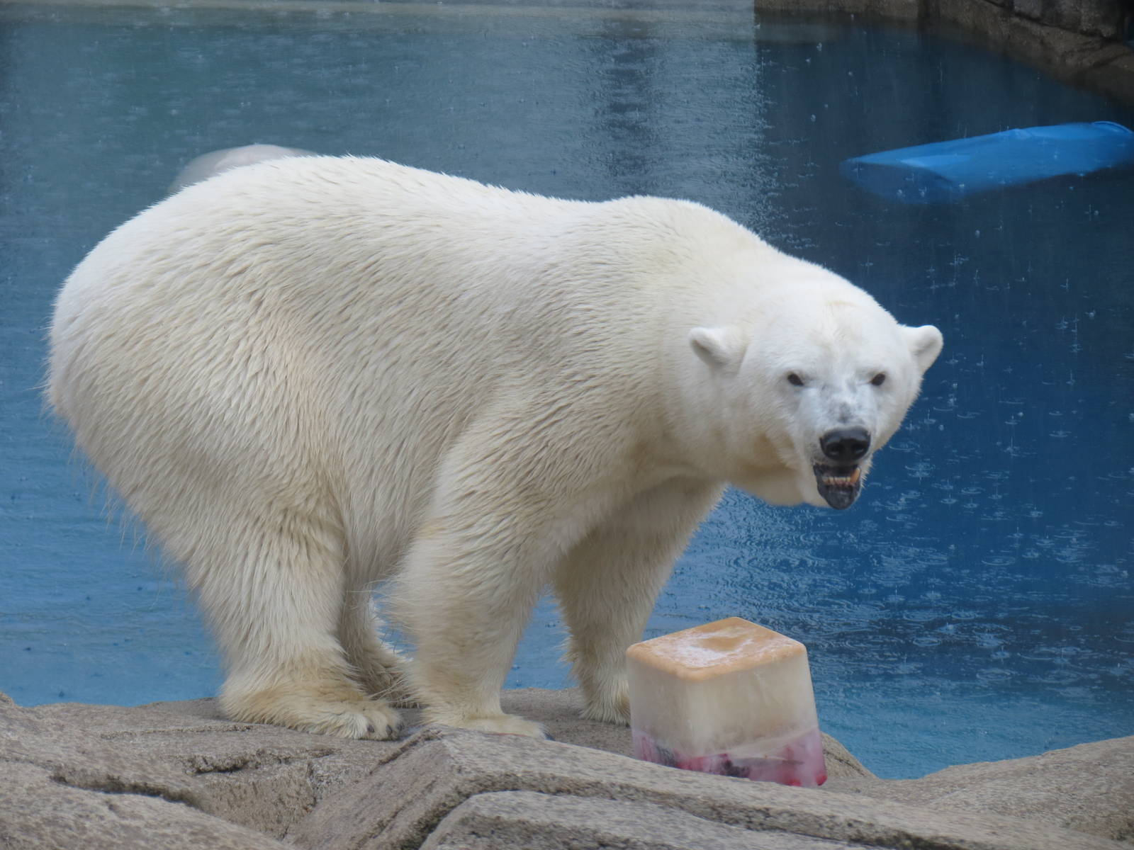 Water's Edge - Polar Bear