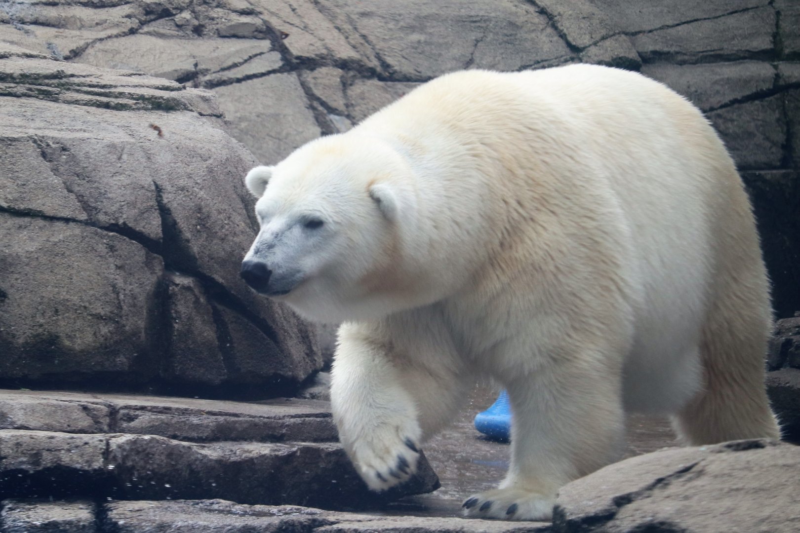 Water's Edge - Polar Bear