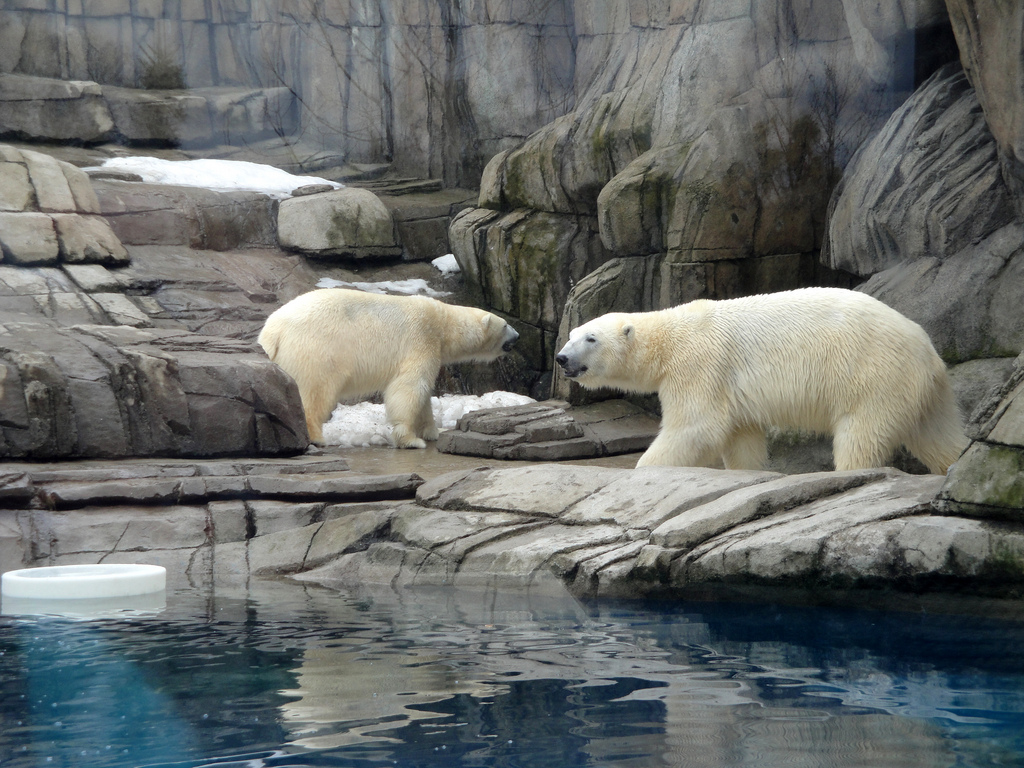 Water's Edge - Polar Bears