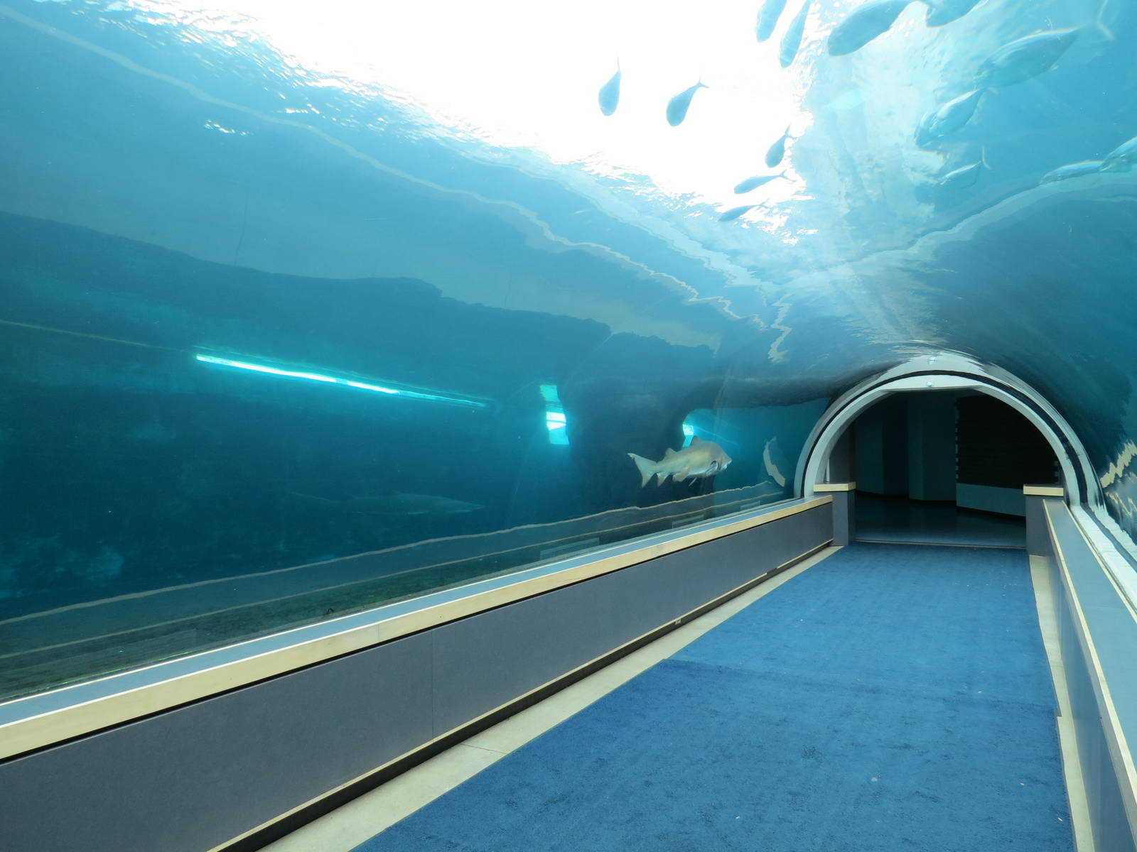 Water's Edge - Sand Tiger Shark Exhibit Underwater Tunnel
