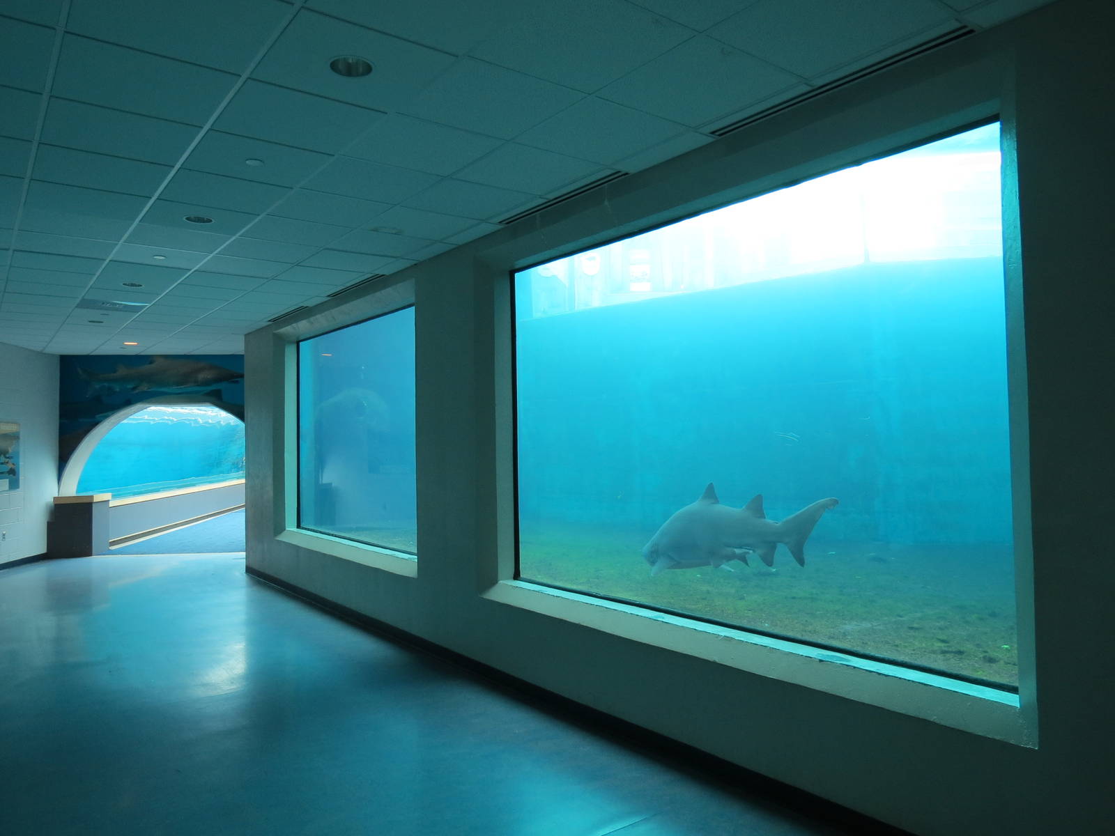 Water's Edge - Sand Tiger Shark Exhibit Underwater Viewing Area