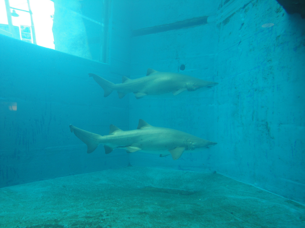 Water's Edge - Sand Tiger Sharks