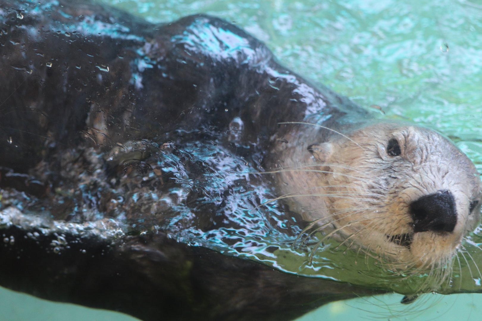 Waters Edge - Sea Otter