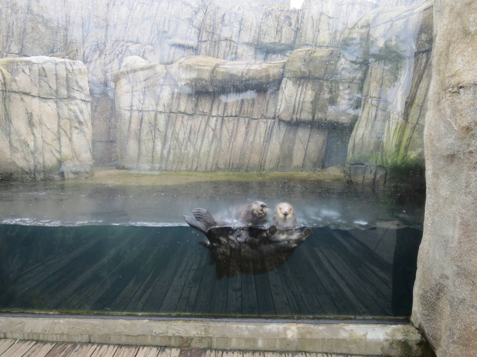 Water's Edge - Second Sea Otter Exhibit