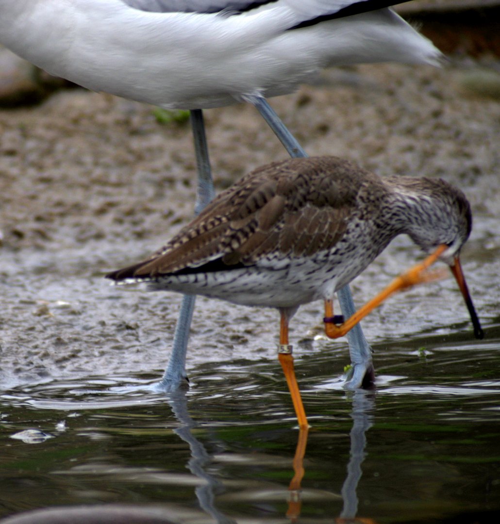 Waterscapes Aviary - Common redshank 290224