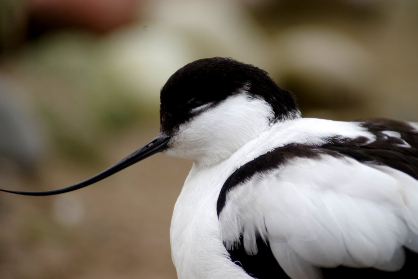 Waterscapes Aviary - Pied avocet 290224