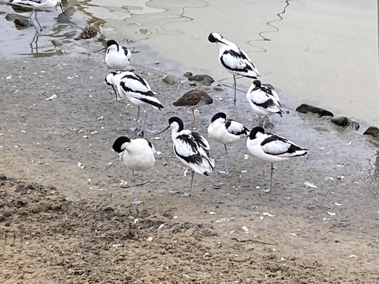Waterscapes Aviary - Pied avocets 290224