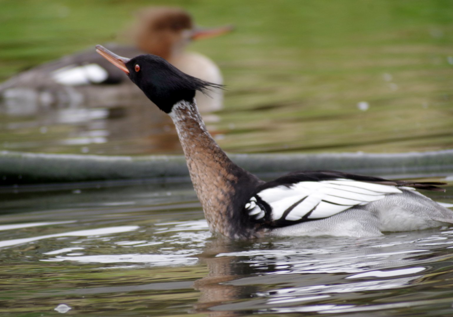 Waterscapes Aviary - Red-breasted merganser 290224
