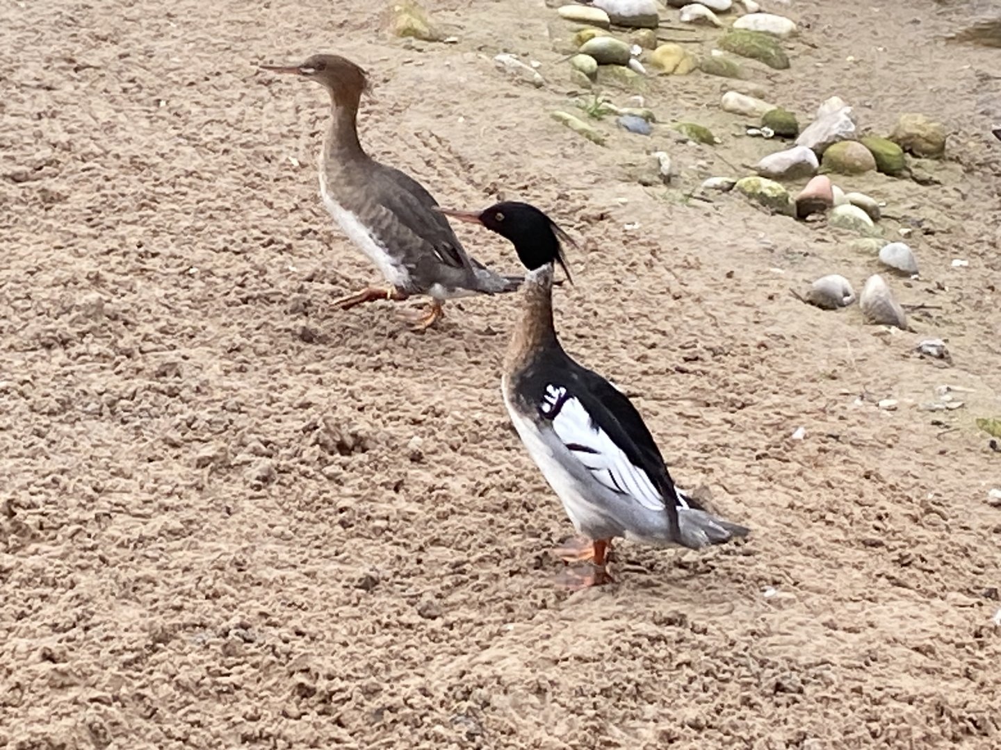 Waterscapes Aviary - Red-breasted mergansers 290224