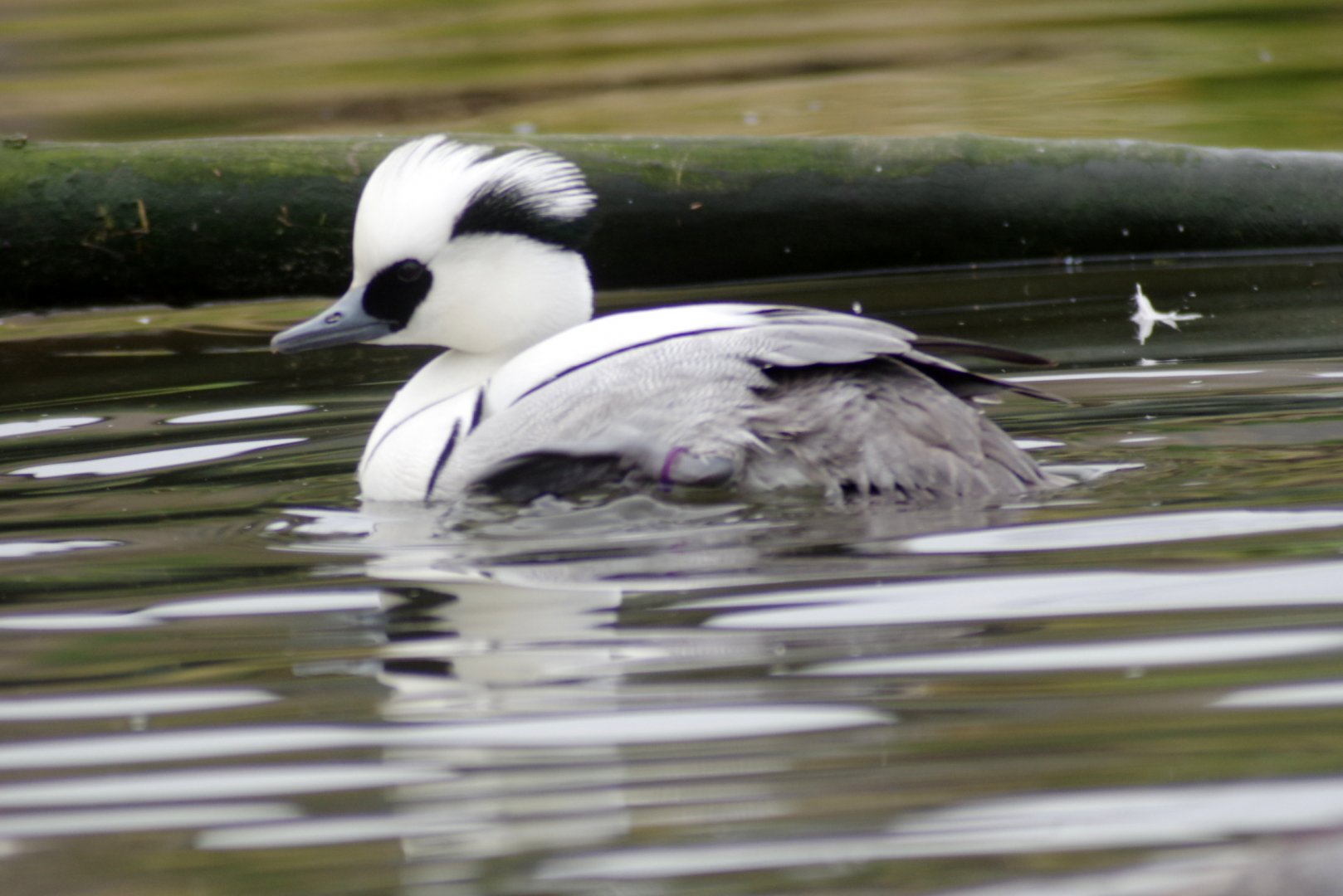 Waterscapes Aviary - Smew 290224