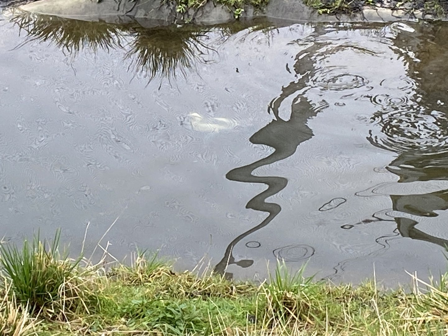 Waterscapes Aviary - Smew underwater 290224