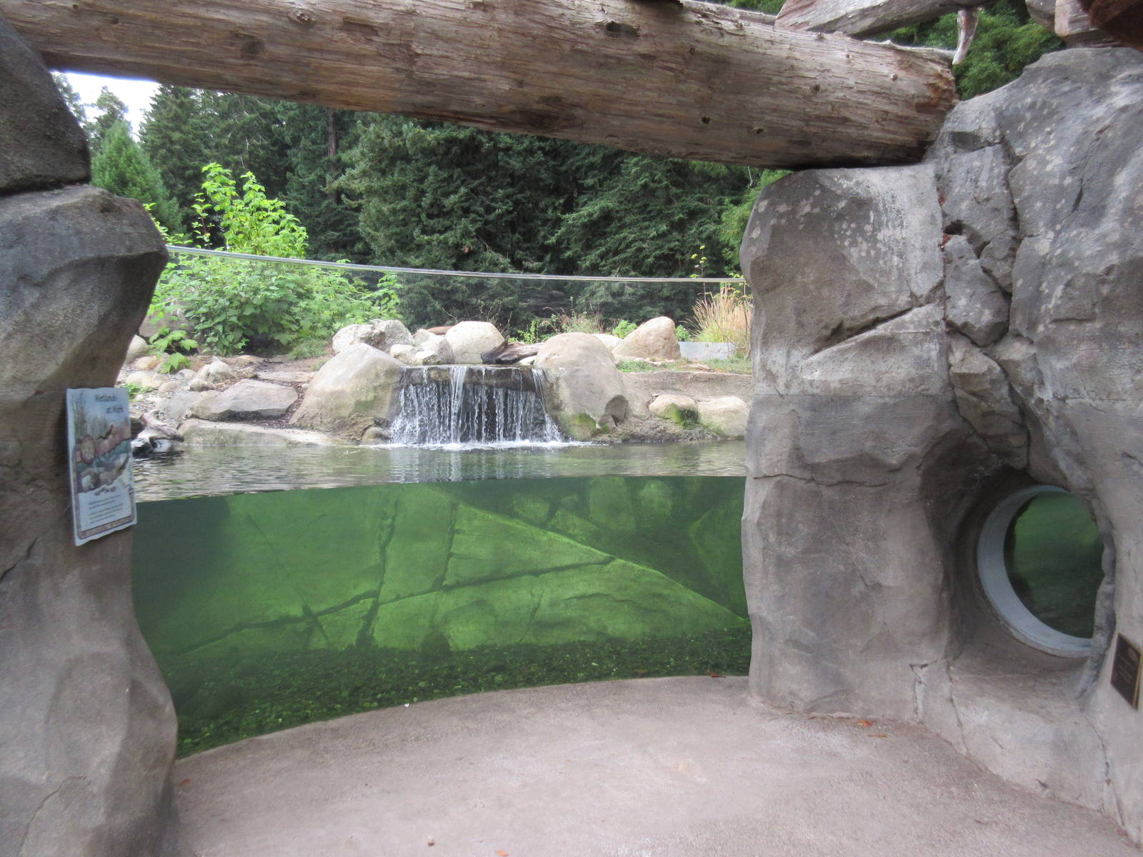 Watershed Heroes - North American River Otter Exhibit