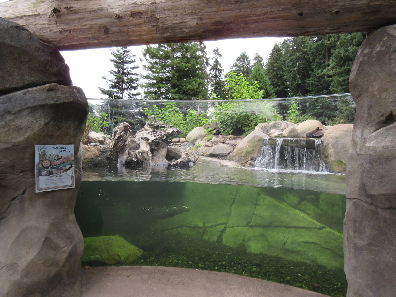 Watershed Heroes - North American River Otter Exhibit