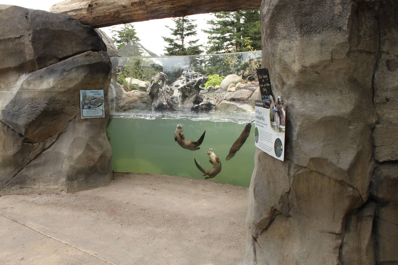 Watershed Heroes - River Otter Exhibit