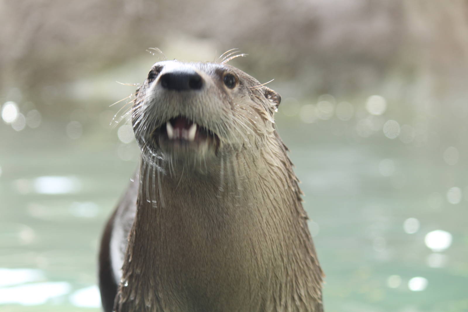 Watershed Heroes - River Otter