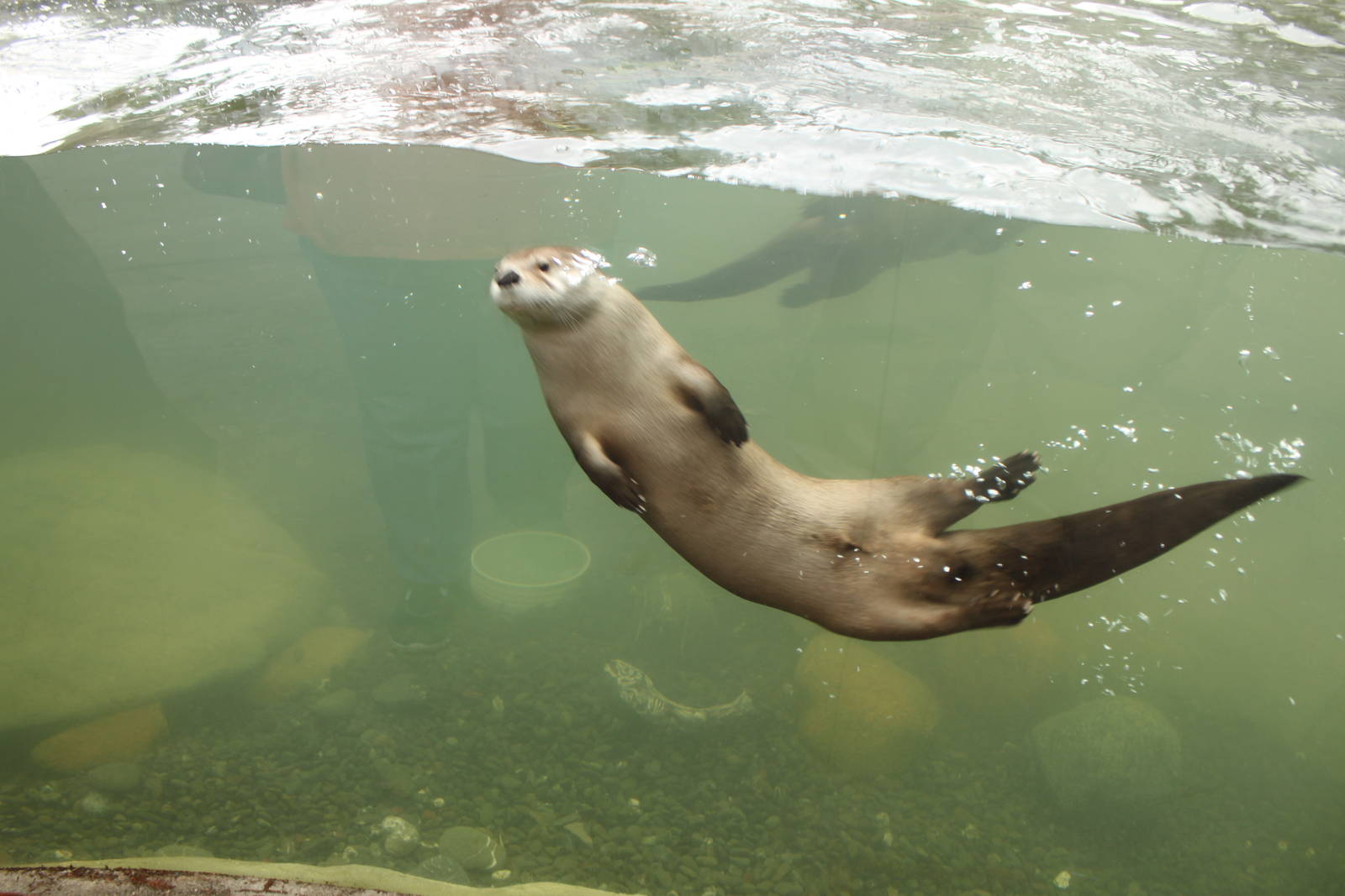 Watershed Heroes - River Otter