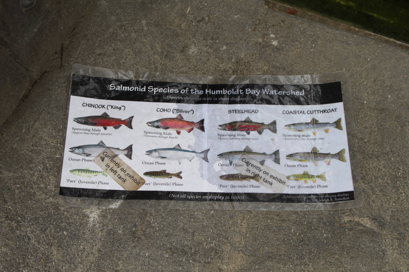 Watershed Heroes - Salmon Exhibit