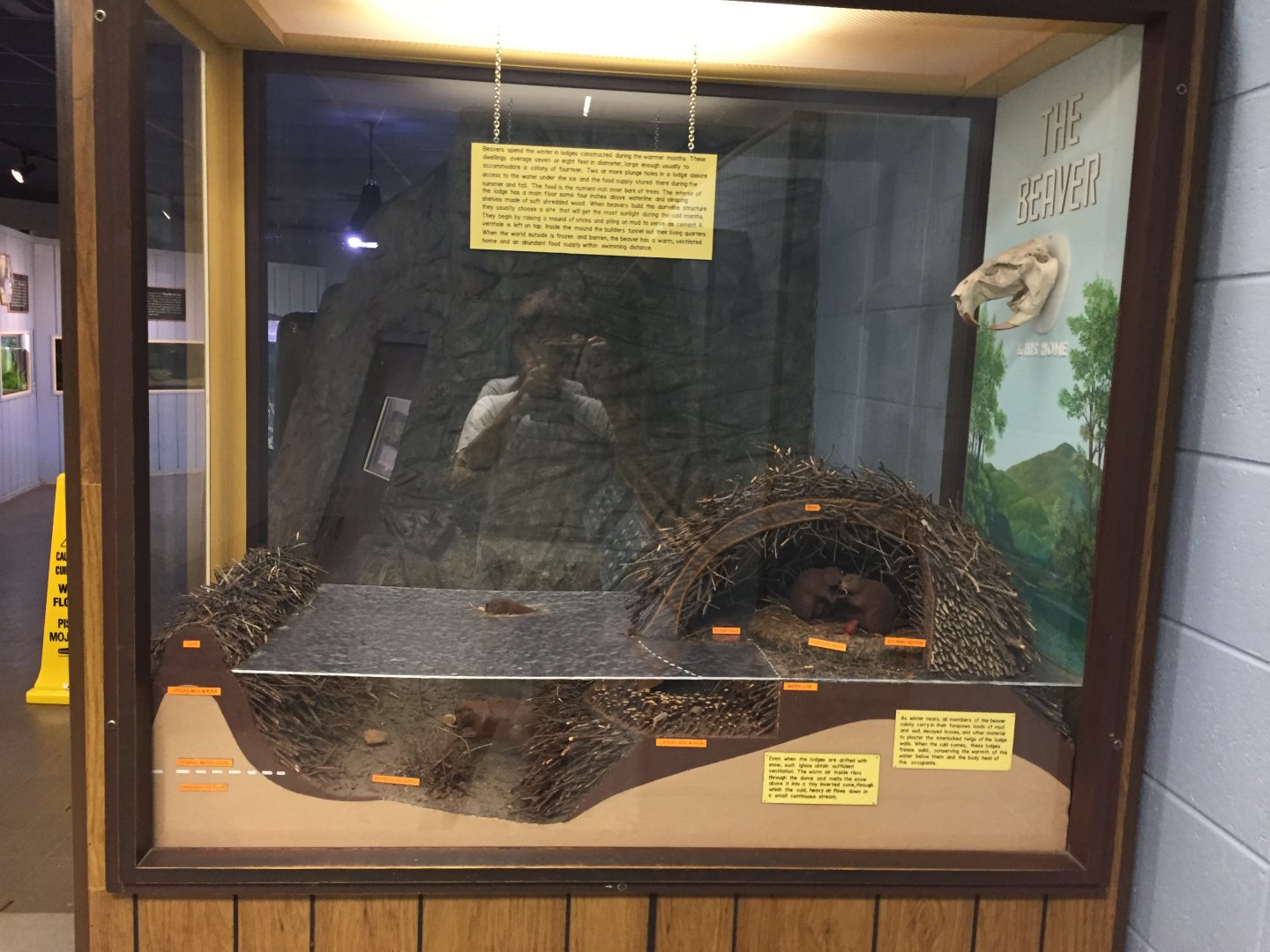 Watershed Room - Beaver Display