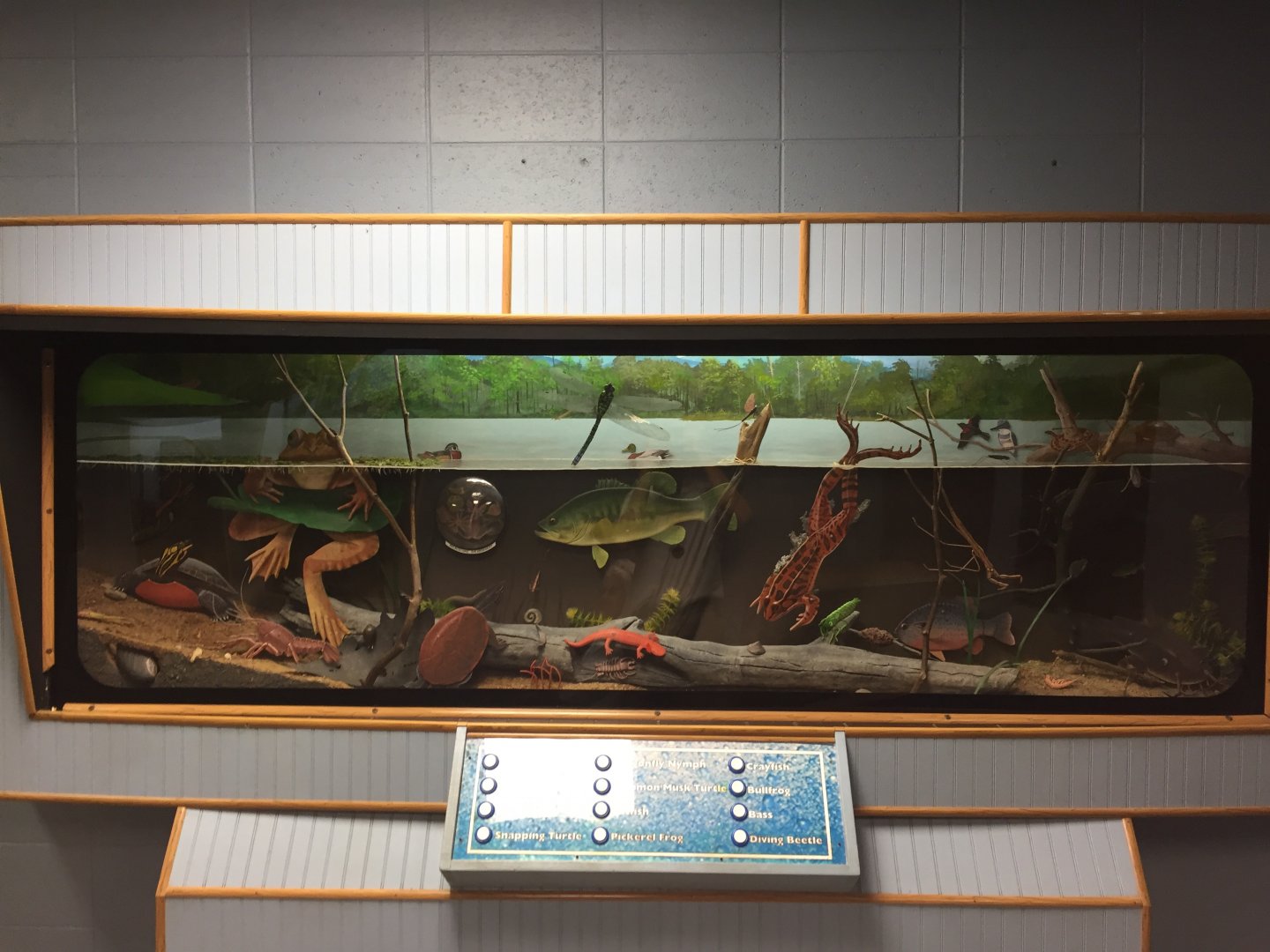 Watershed Room - Freshwater Display