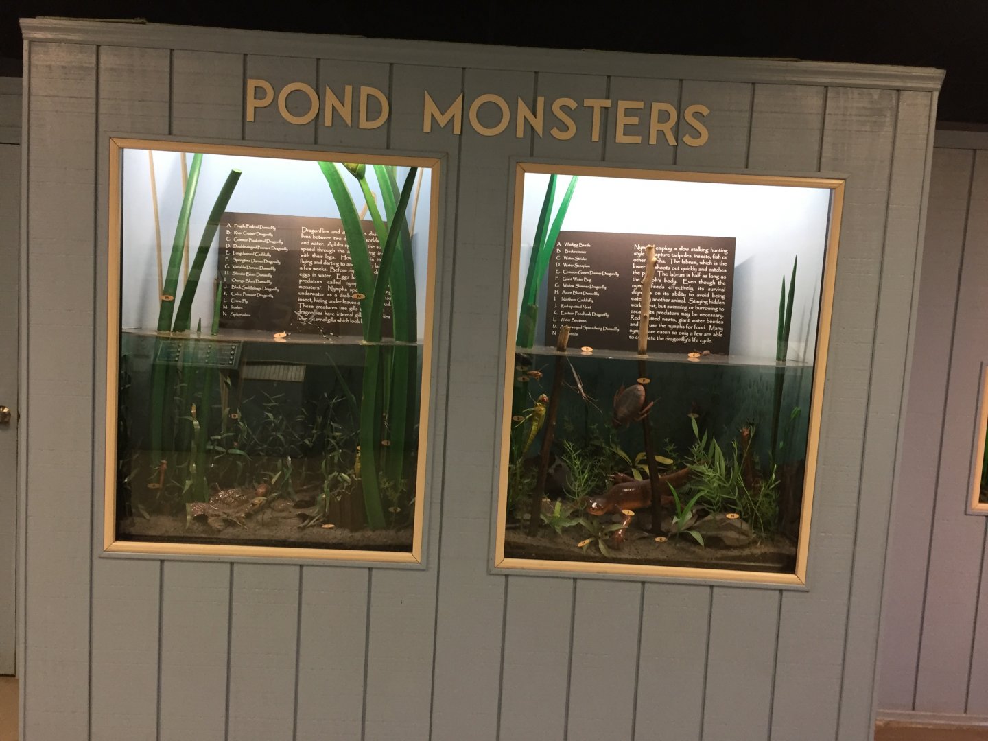 Watershed Room - "Pond Monsters"