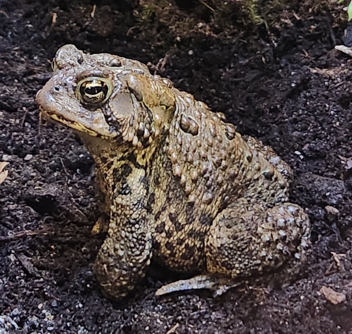 Watershed Stewardship Center - Anaxyrus americanus
