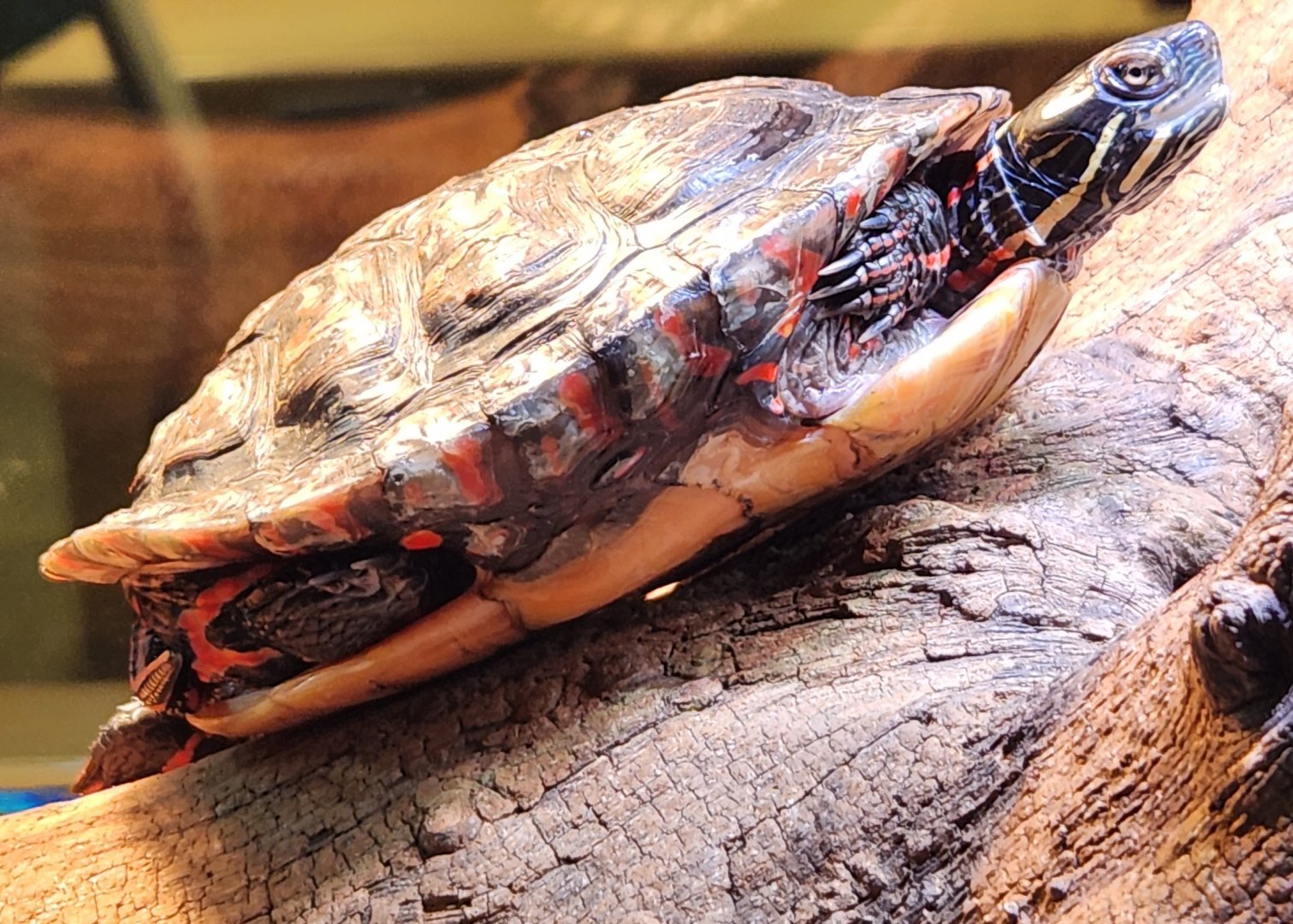 Watershed Stewardship Center - Chrysemys picta marginata