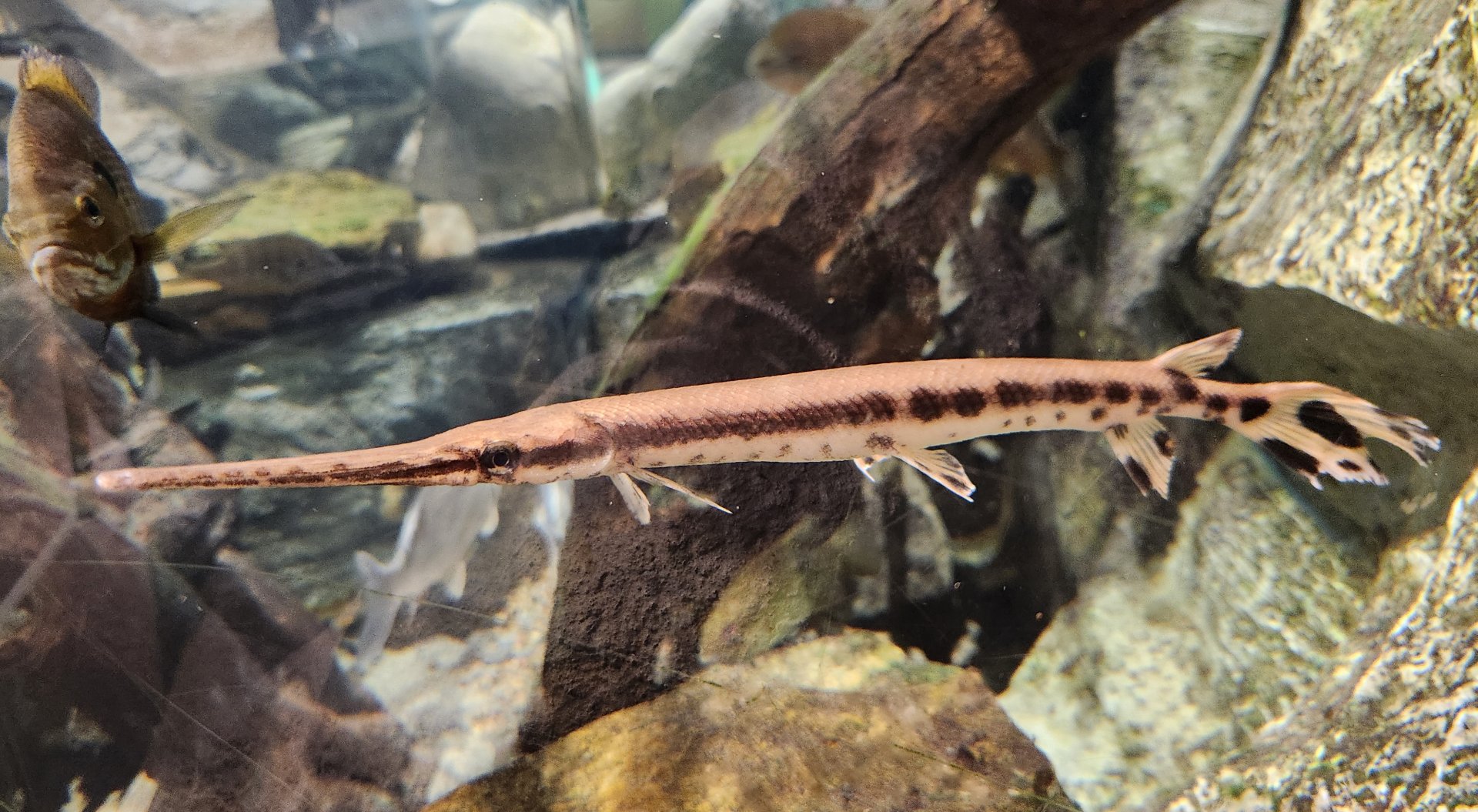 Watershed Stewardship Center - Gar