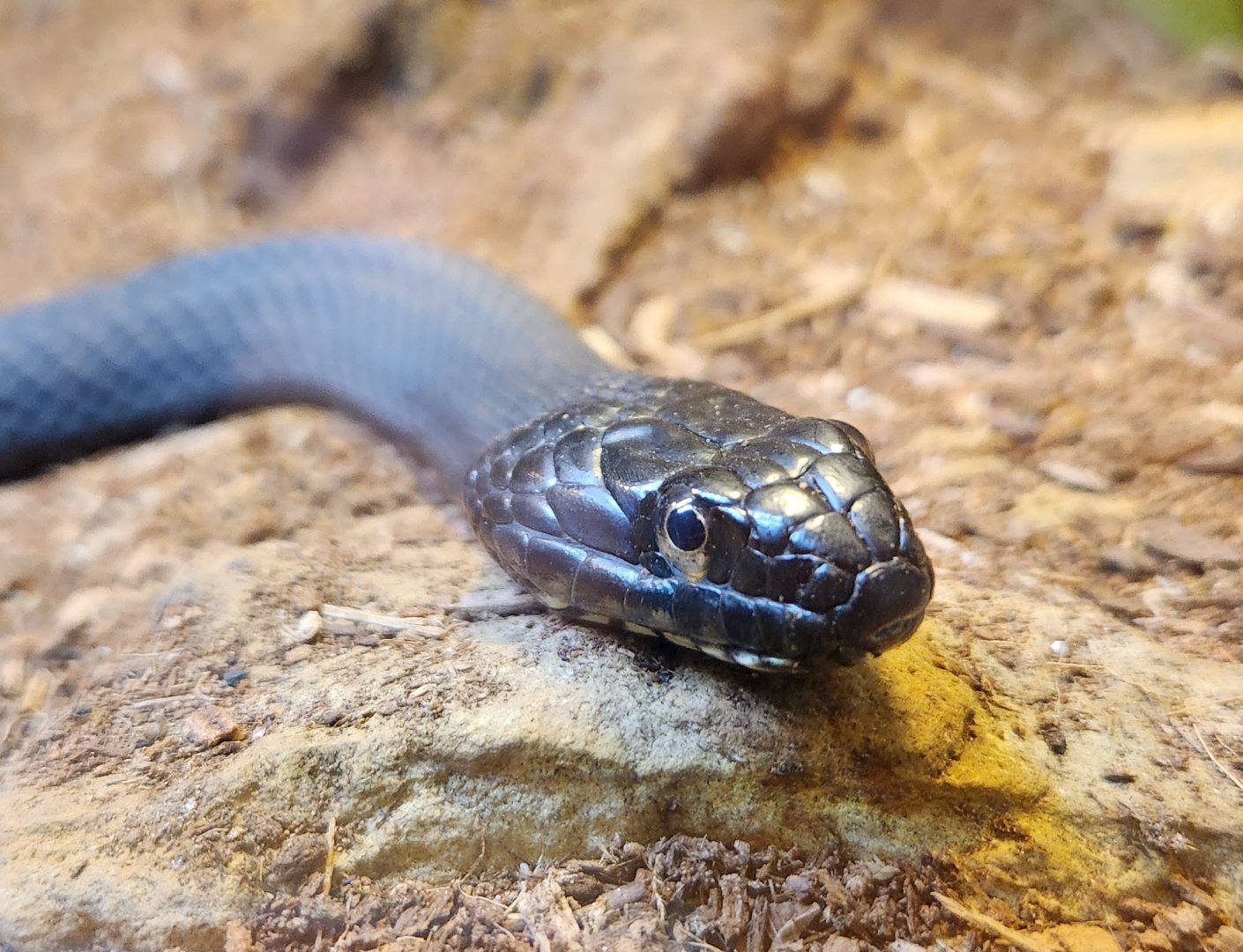 Watershed Stewardship Center - Nerodia sipedon