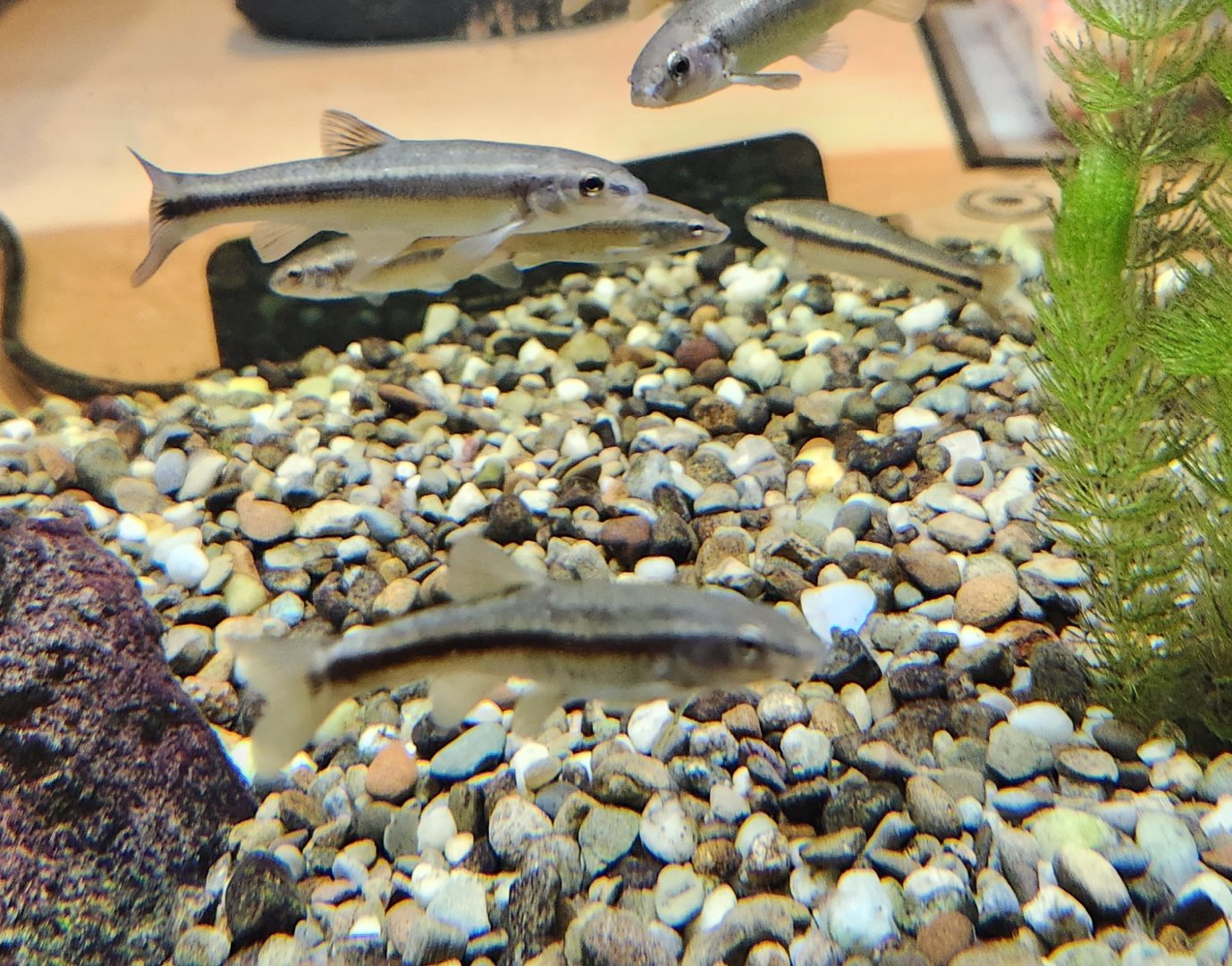 Watershed Stewardship Center - Shiners