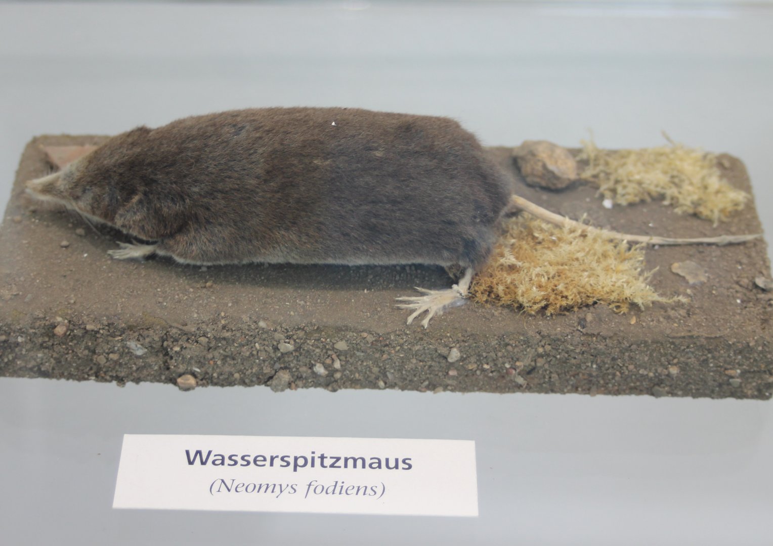 Watershrew - Noemys fodiens