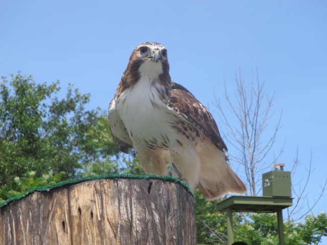 Waterside Theater-Rosie