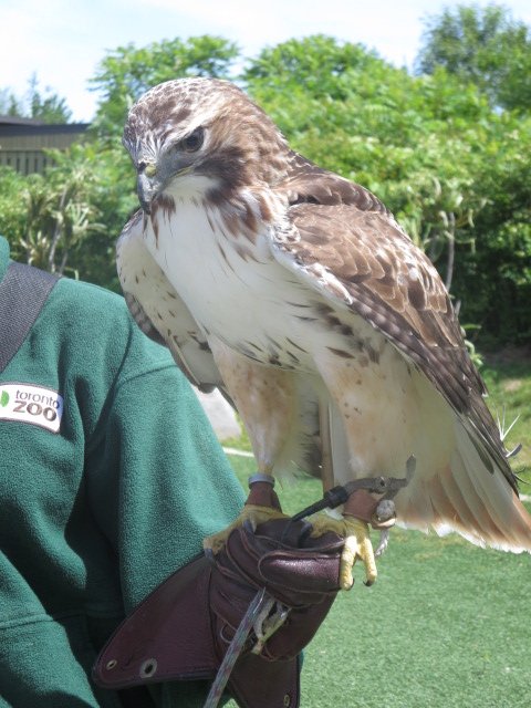 Waterside Theater-Rosie