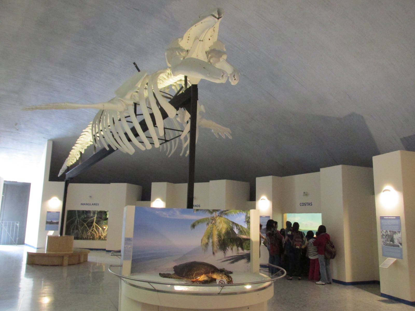 waterways hall museo de historia natural