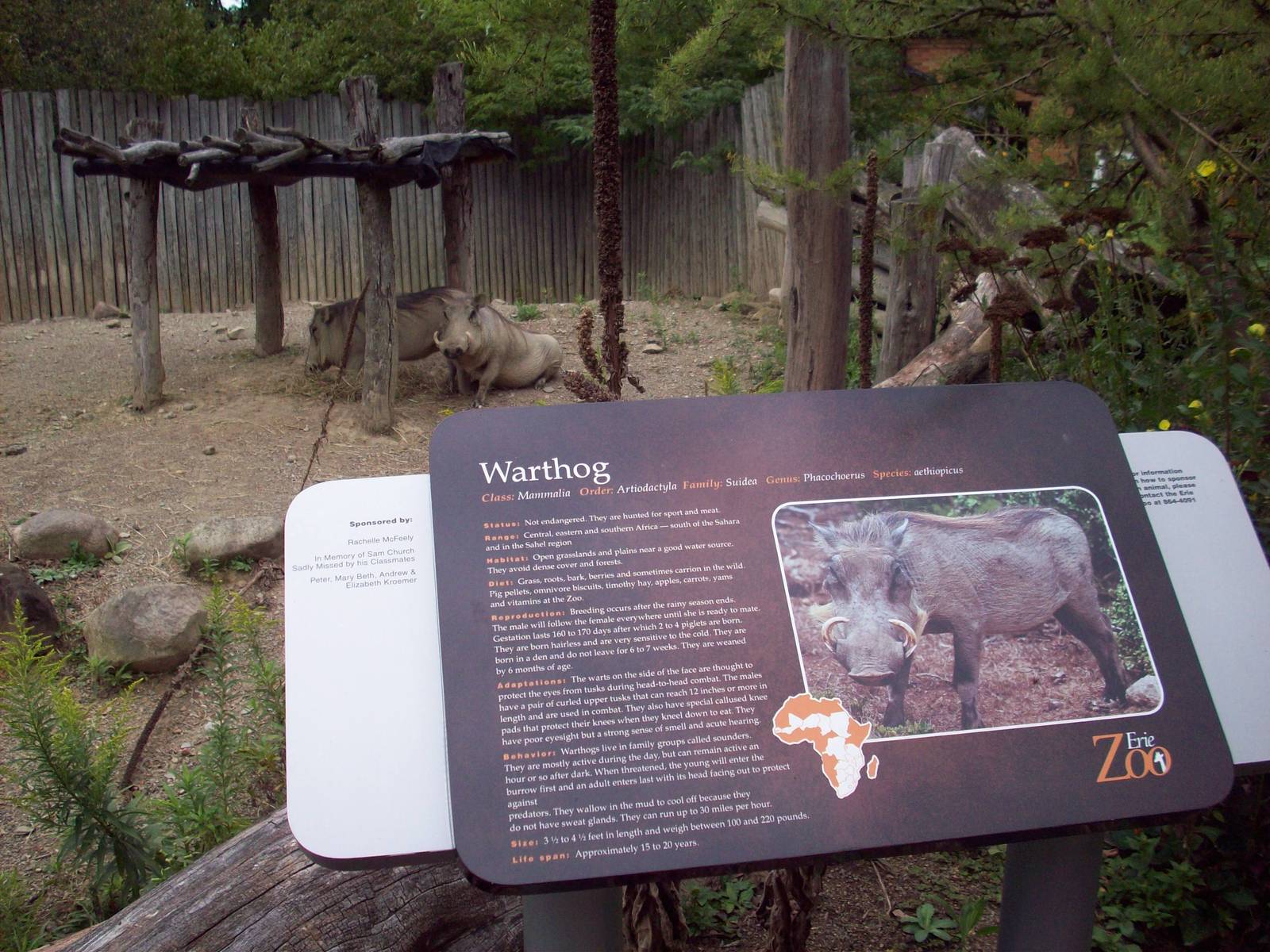 Wathogs by their sign