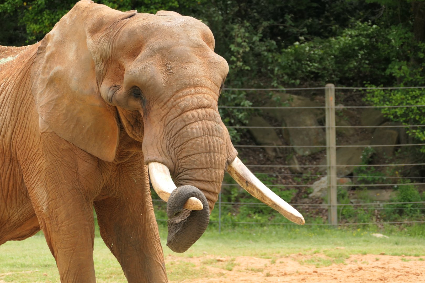Watini Grasslands - African Elephant