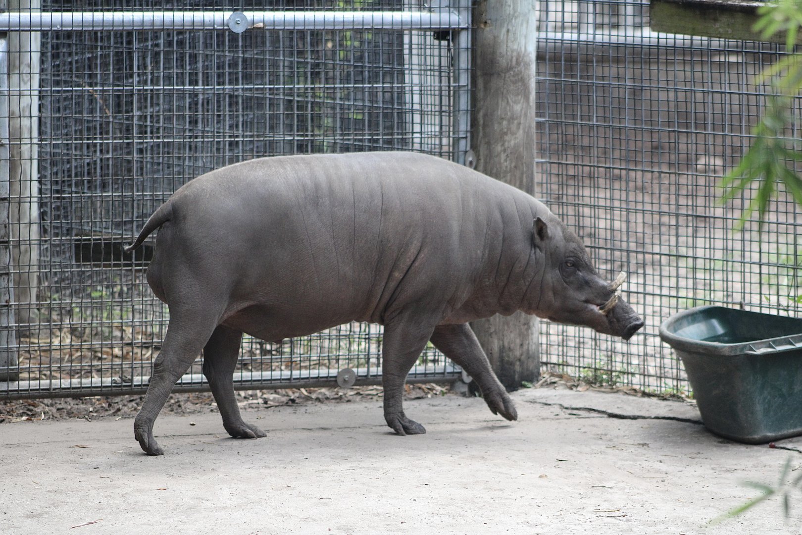 Watson the North Sulawesi Babirusa (Babyrousa celebensis)