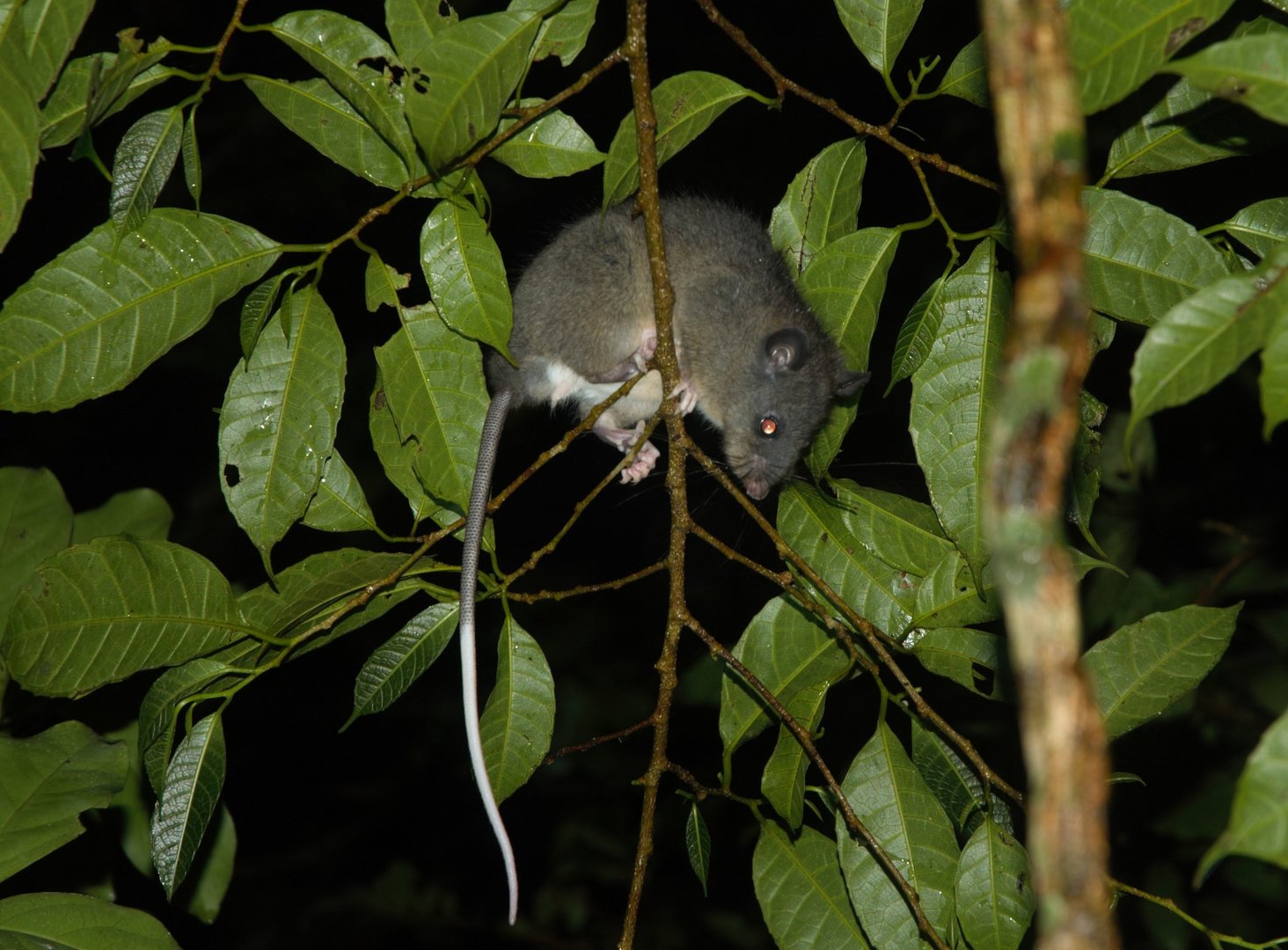 Watson’s Climbing Rat (Tylomys watsoni)