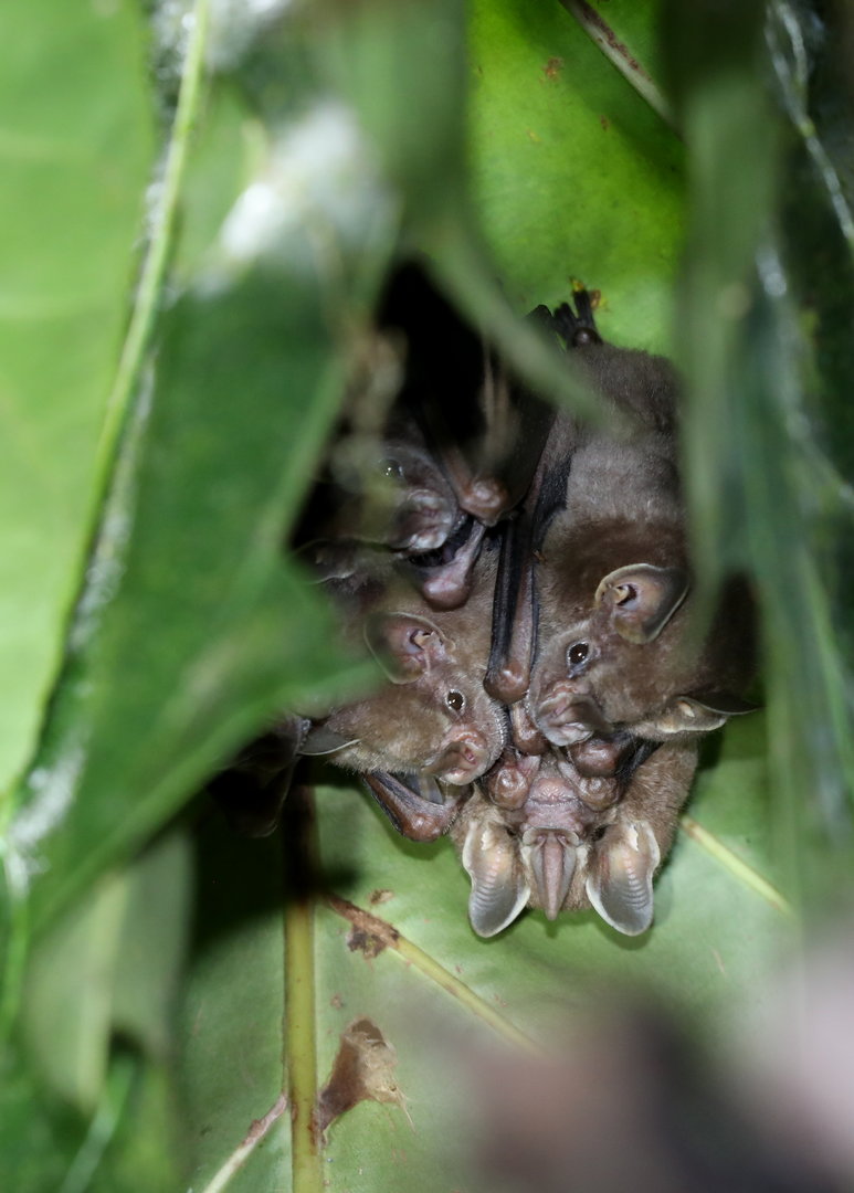 Watson's fruit-eating bat (Dermanura watsoni)